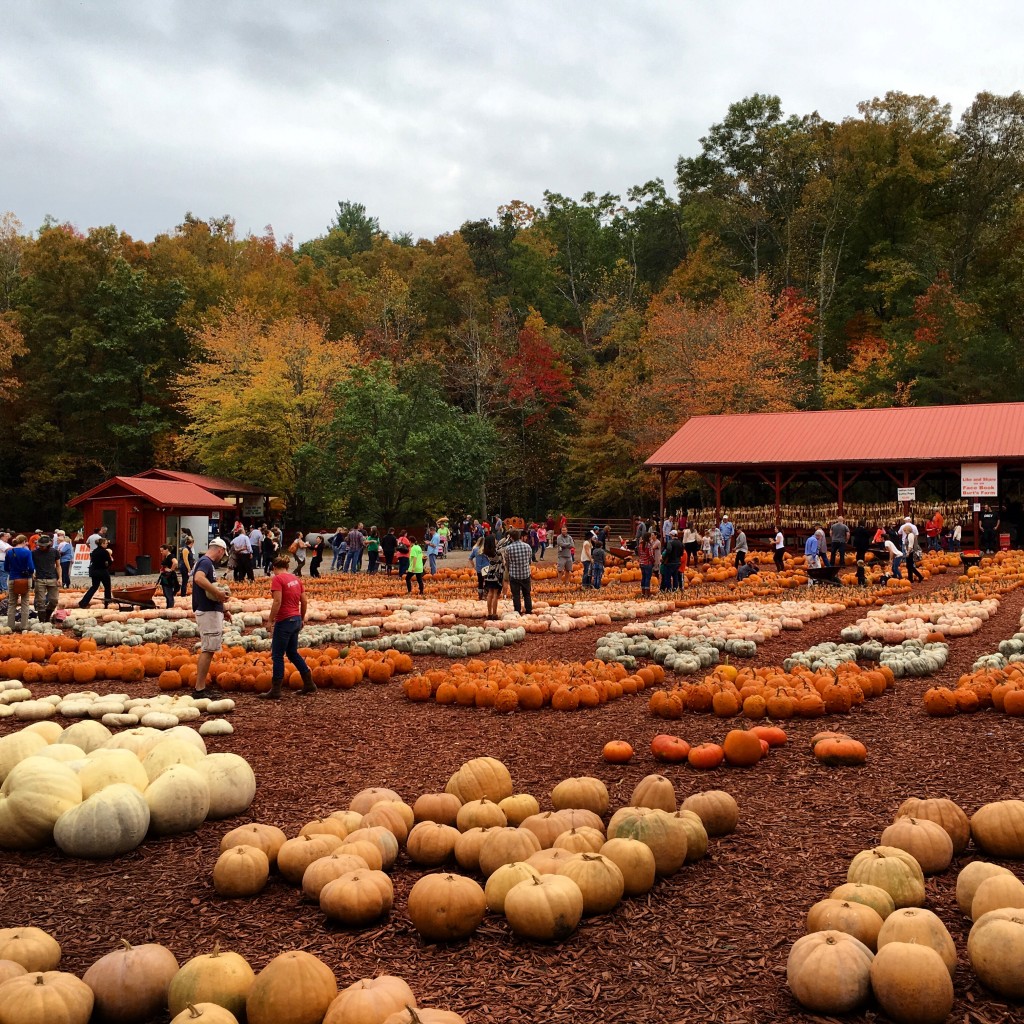 The view of the pumpkin patch (and home of the boiled peanuts) we visited after our ride.