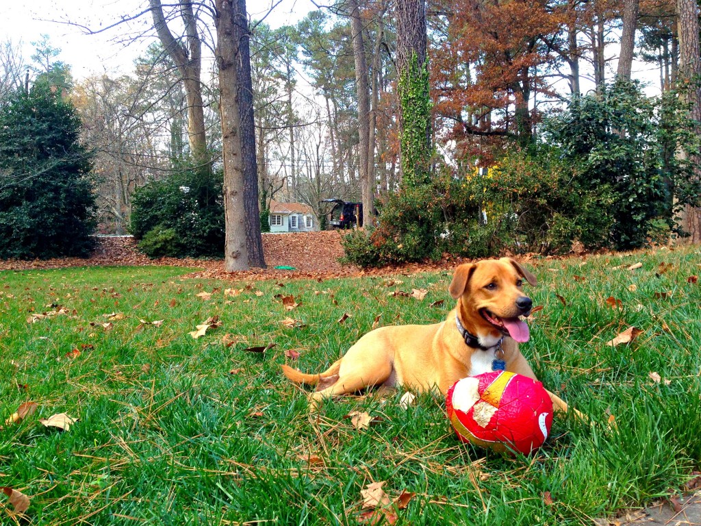 My running buddy, she's also quite the soccer champ.