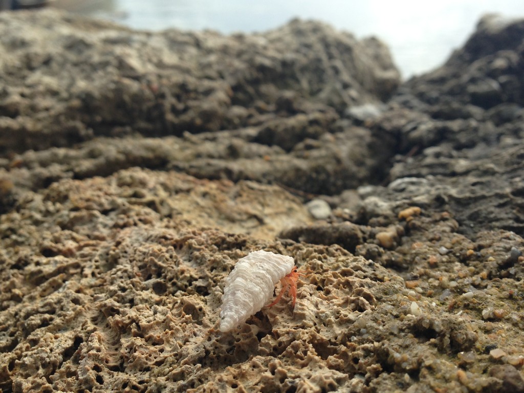 A very small friend at breakfast